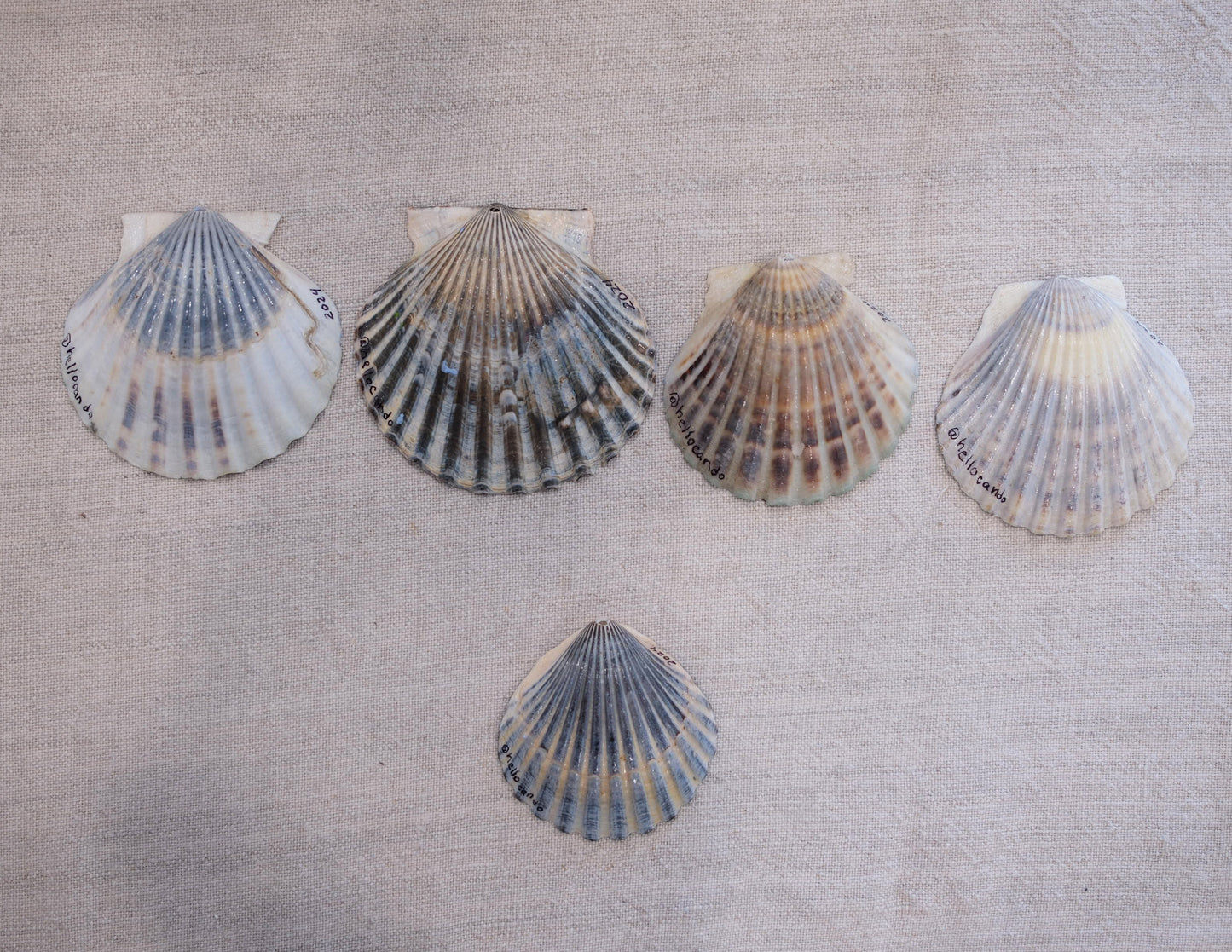 Seashell Ornament - Double Dipped