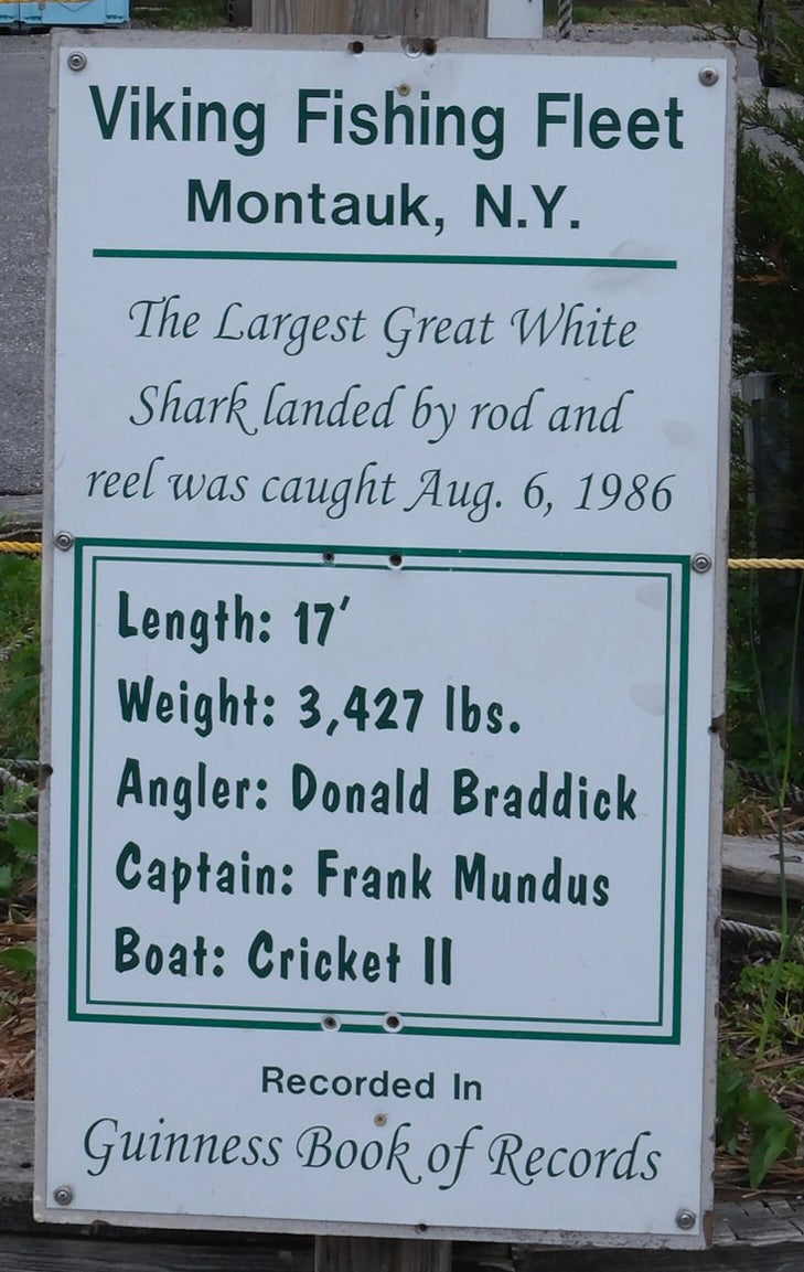 The Record Breaker Great White Shark - Print