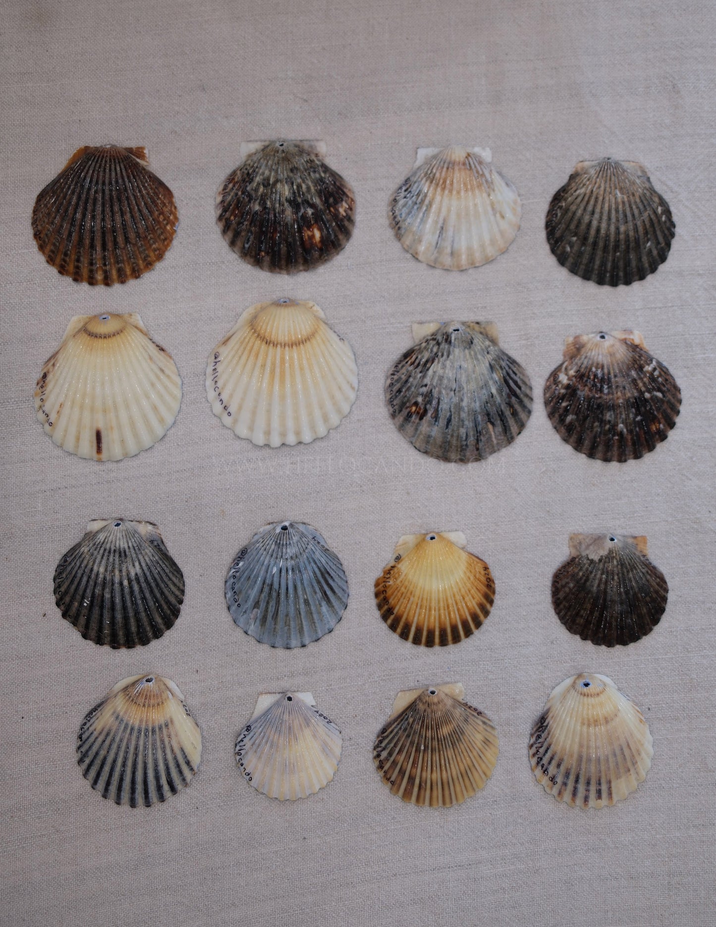 Seashell Ornament - Montauk Lighthouse