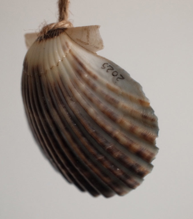 Seashell Ornament - Wave Break - 2025