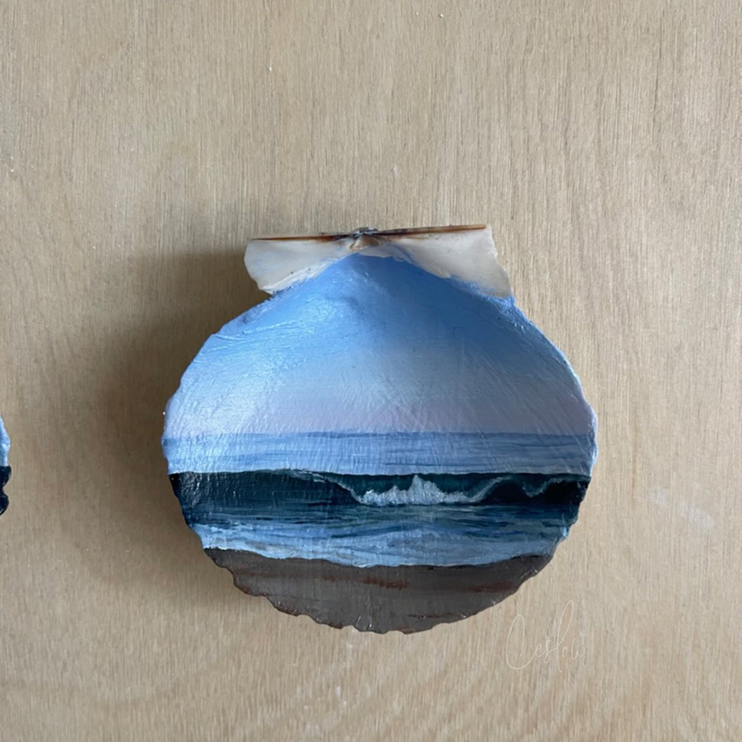 A Dance Across The Shoreline - The Seashell Collection