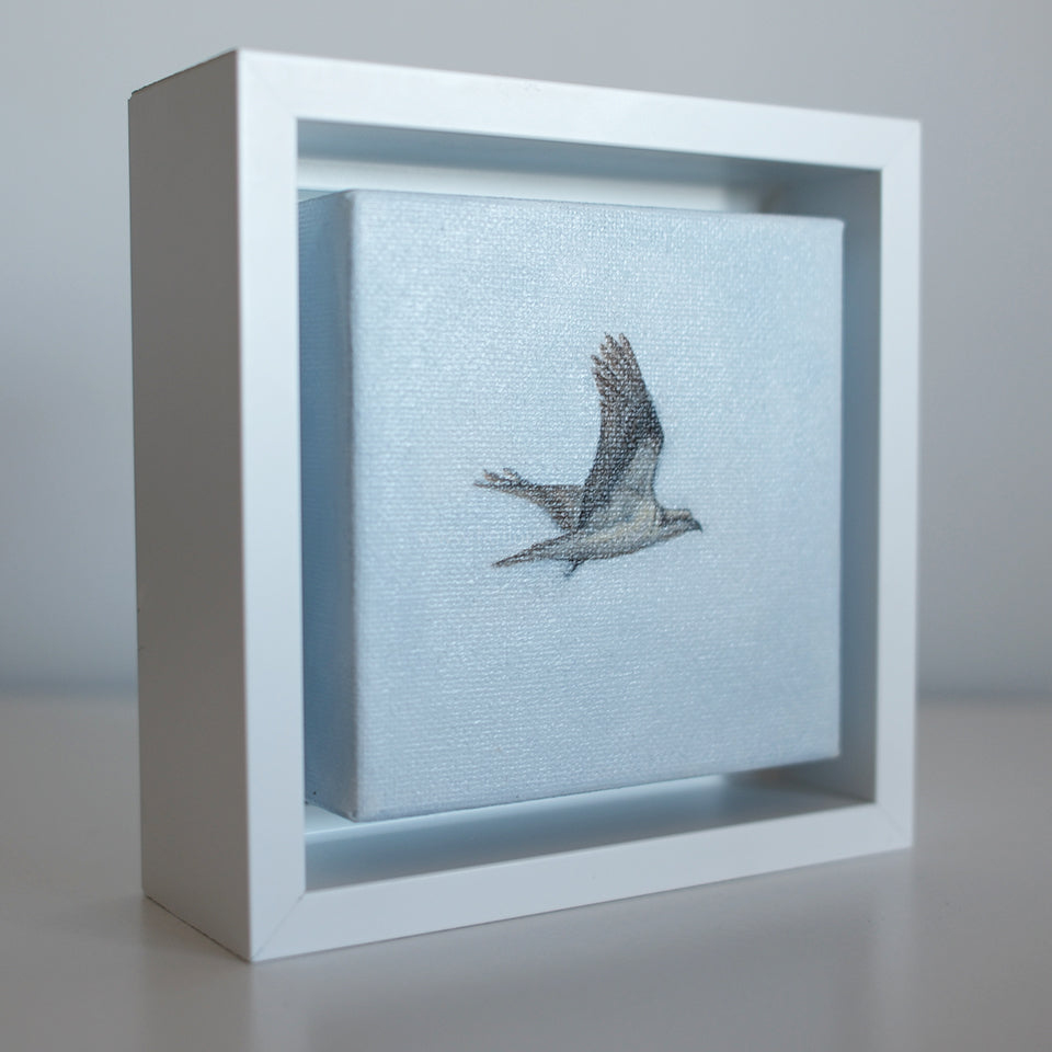 Side view of Mini #45 osprey oil painting — coastal bird art in a white shadowbox frame by Candace Ceslow.