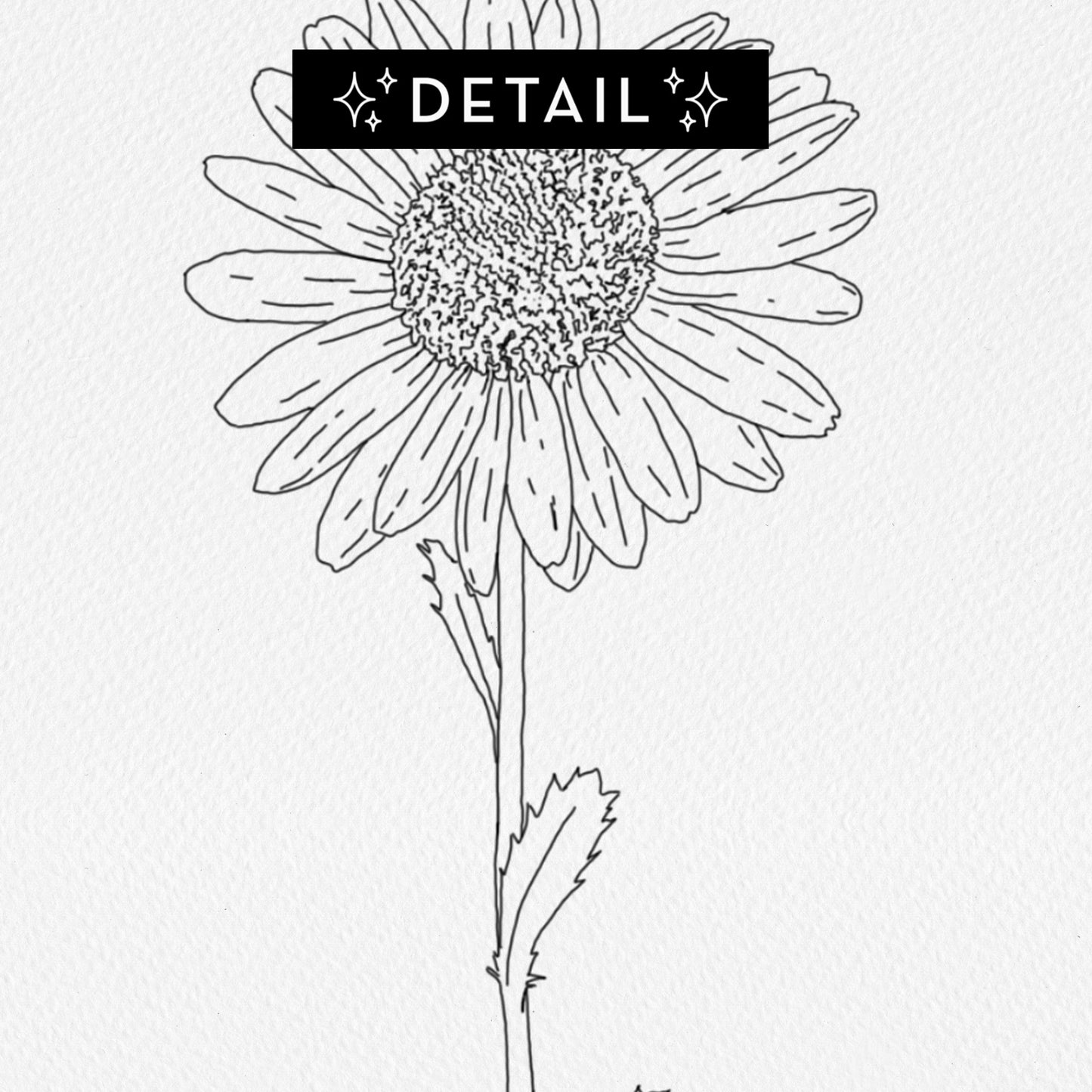 Daisy Line Drawing - Print