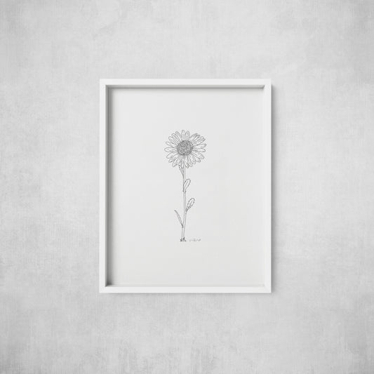 Daisy Line Drawing - Print