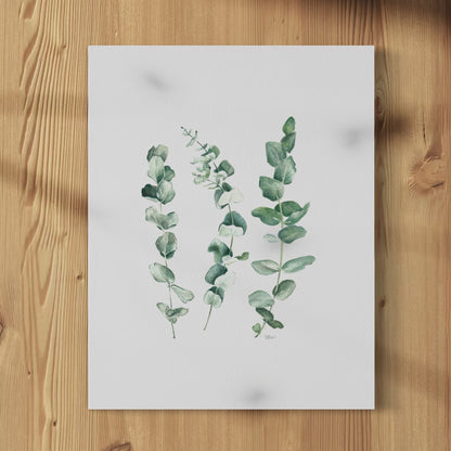 Eucalyptus Trio - Print