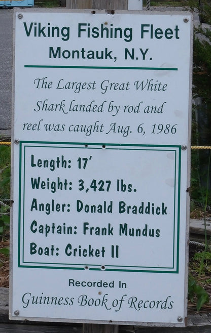 The Record Breaker Great White Shark - Print