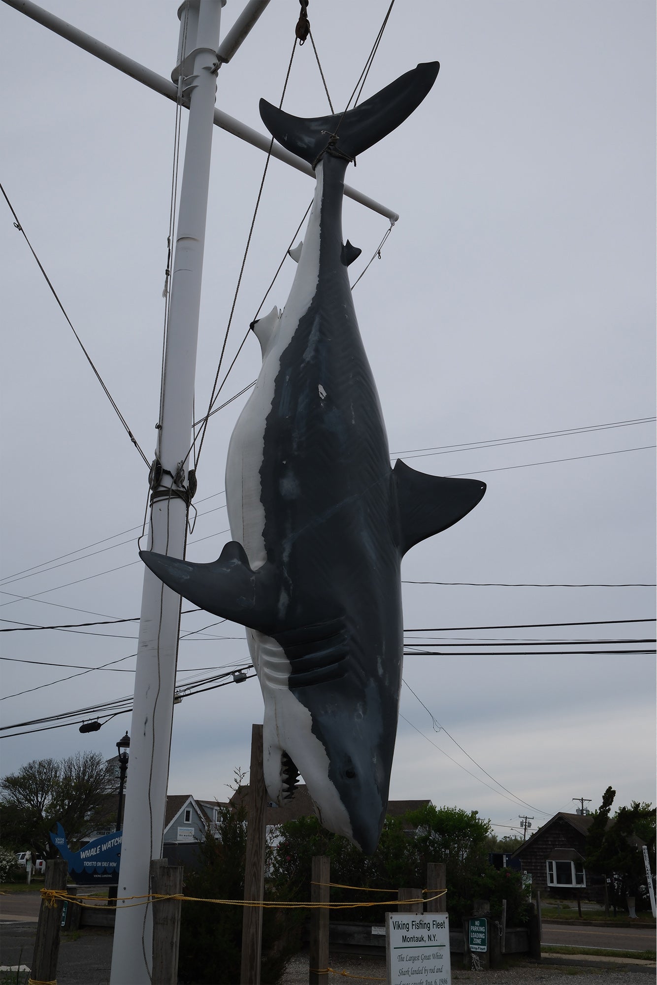 The Record Breaker Great White Shark - Print
