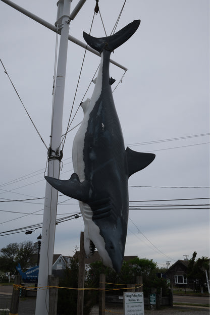 The Record Breaker Great White Shark - Print