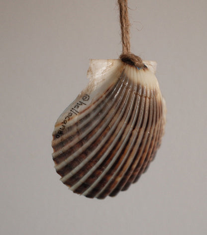 Seashell Ornament - Wave Break - 2025