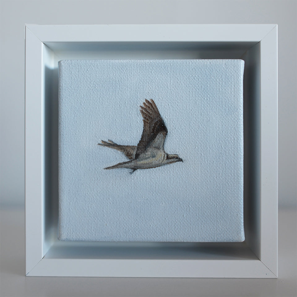 Mini #45 original osprey oil painting framed in white — small coastal wildlife artwork featuring an osprey gliding over soft blue sky.