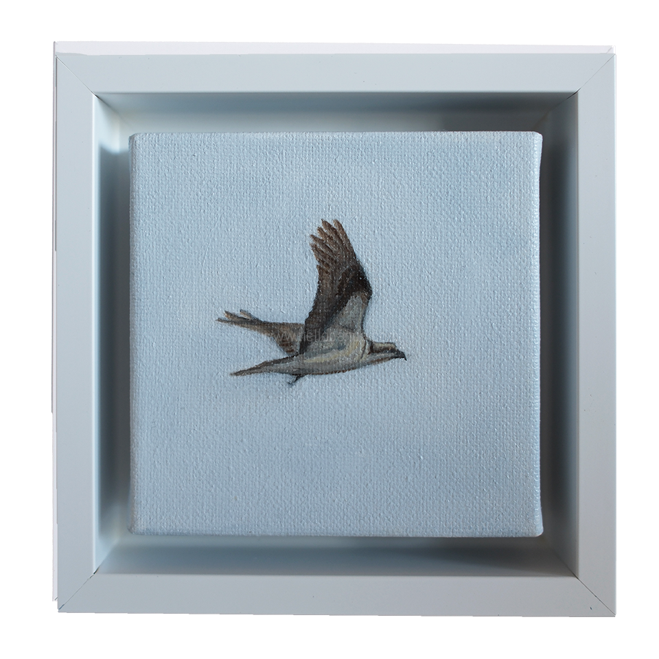 Framed mini osprey painting by Candace Ceslow — 4x4 inch coastal bird artwork with soft sky background.