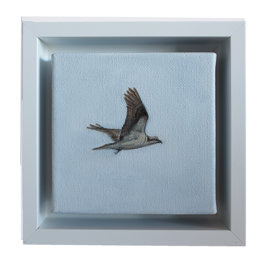 Framed mini osprey painting by Candace Ceslow — 4x4 inch coastal bird artwork with soft sky background.