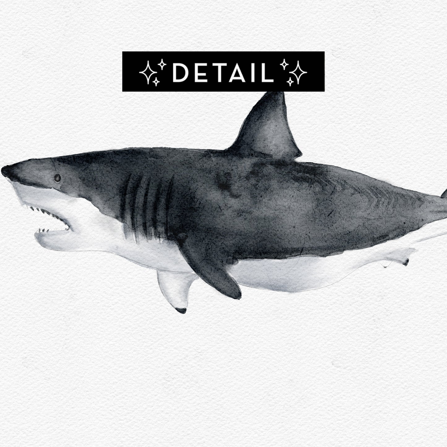 Close-up detail of watercolor-style great white shark illustration by Candace Ceslow inspired by 1986 Montauk world record catch