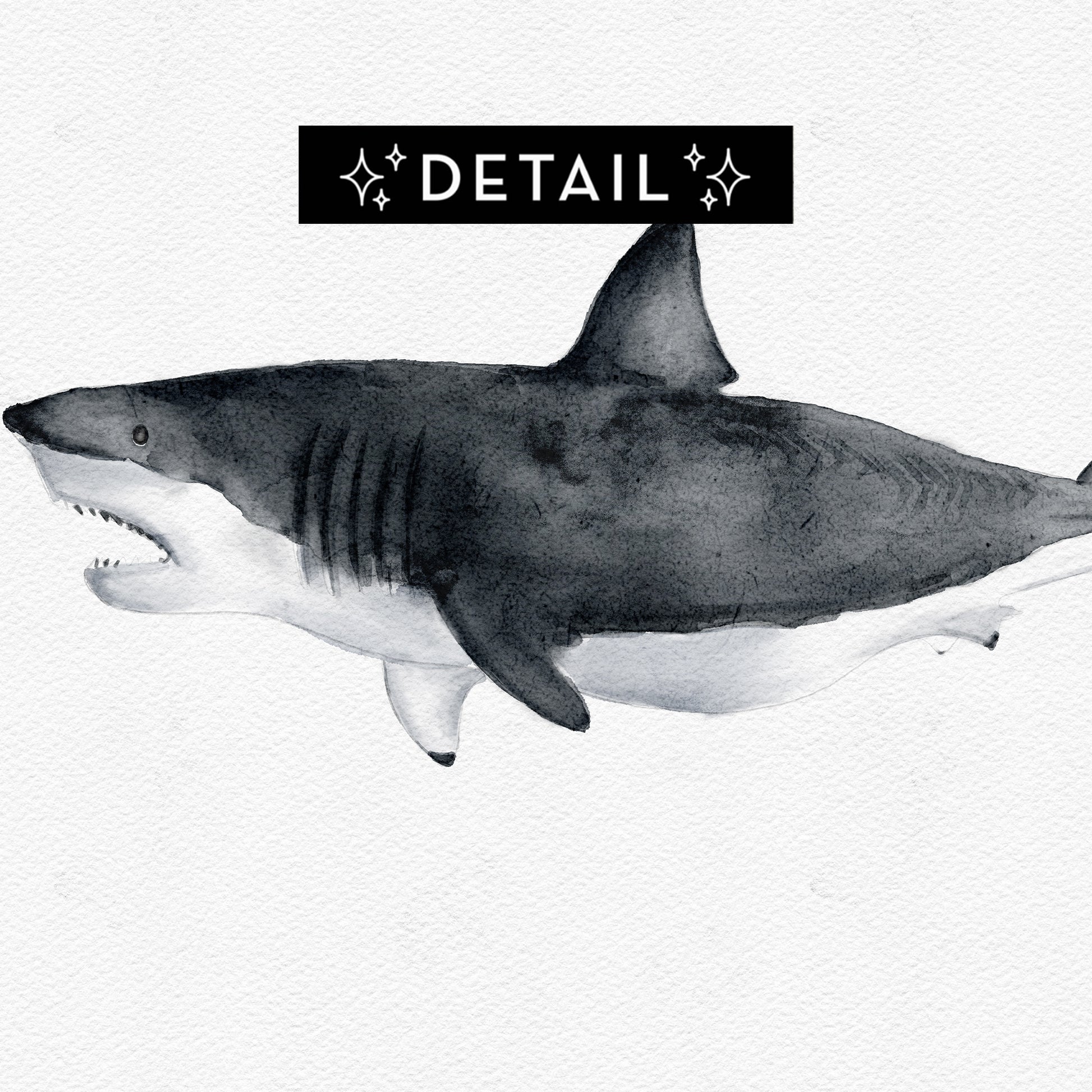 Close-up detail of watercolor-style great white shark illustration by Candace Ceslow inspired by 1986 Montauk world record catch