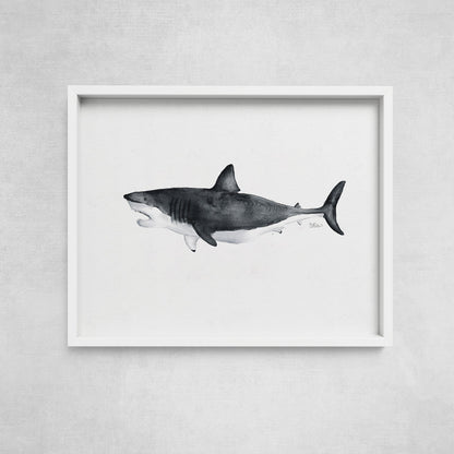 Watercolor-style great white shark art print in white gallery frame by Candace Ceslow